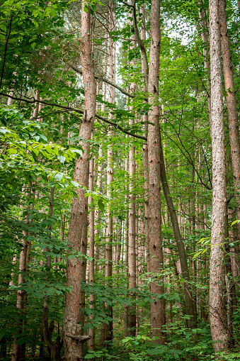 Integrating Images and Representations of Nature in Biophilic Design ...